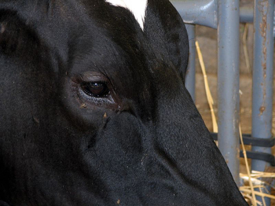 Post image for Milking the karma cow: Why I switched to locally produced dairy.