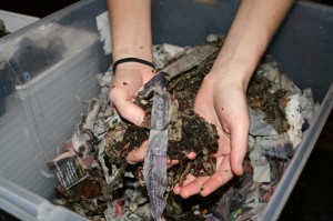 Lay worms on top of dampened, fluffed newspaper.