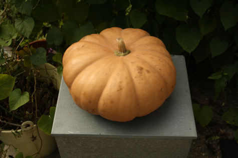 whole-pumpkin