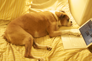 Toby, Copywriters' Kitchen's boxer and official recipe taster, working on a post.