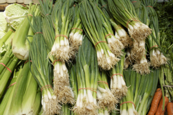 scallions-250