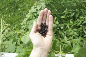 handful-dried-currants