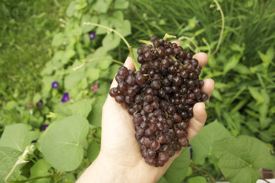handful-grapes