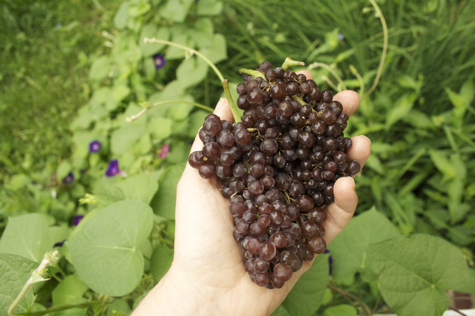 Talk about natural diversity: Westchester Greenhouse sold these beautiful local Champagne Grapes in August... 