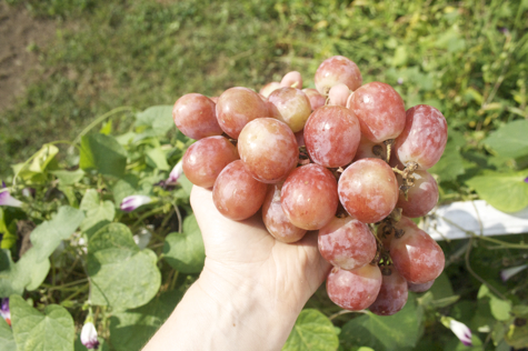 Then in September, these enormous seeded Red Globe Grapes were on Westchester Greenhouse's shelves.