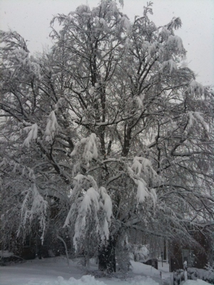 Copper beech tree in front of my home after February snow storm.