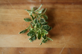 fresh-oregano