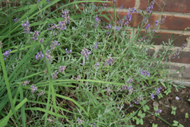 lavender-in-garden