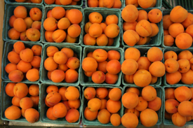 nyapricots275