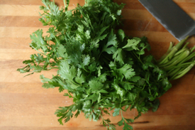 cilantro