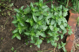 mint-in-garden