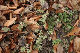 gardenoregano