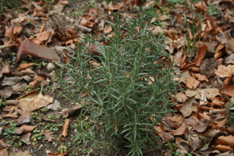 gardenrosemary