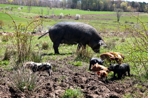 Pig and piglets at Spring Lake farm, photographed by Ulla Kjarval.