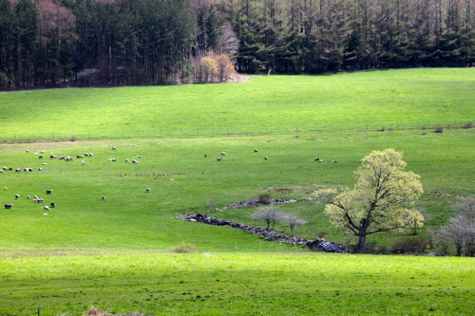 Spring Lake Farm photographed by Ulla Kjarval