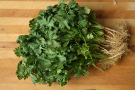 cilantro