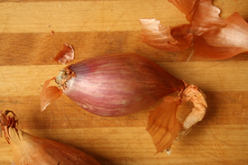 shallot