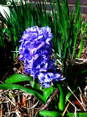 hyacinth300