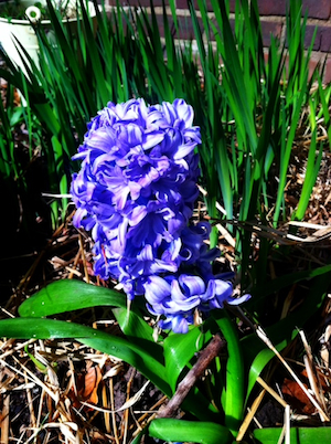 hyacinth300