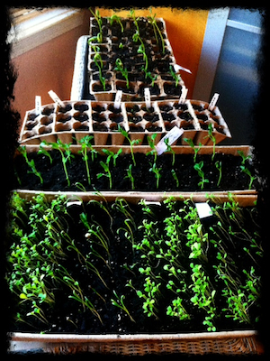 seedlings275